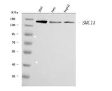Anti-SMC1A Antibody Picoband® Boster Bio