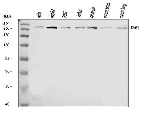 Anti-TAF1 Antibody Picoband® Boster Bio