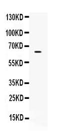 Anti-CKAP4 Antibody Picoband® Boster Bio