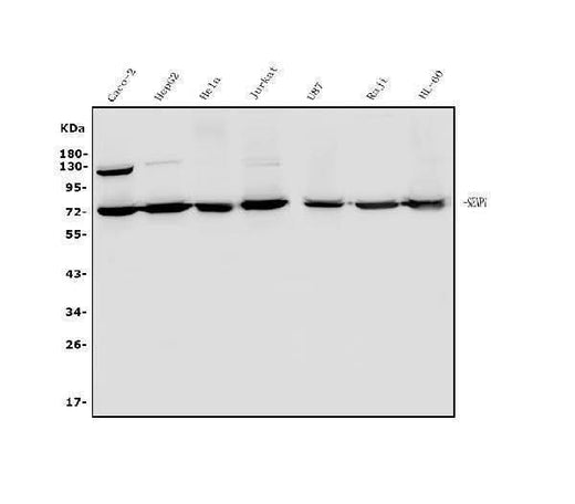 Anti-SENP1 Antibody Picoband® Boster Bio