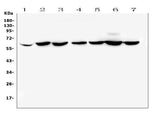 Anti-CD1b Antibody Picoband® Boster Bio