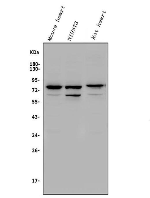 Anti-Rad17 Antibody Picoband® Boster Bio