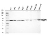 Anti-FKBP52/FKBP4 Antibody Picoband® Boster Bio