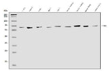 Anti-EHD1 Antibody Picoband® Boster Bio