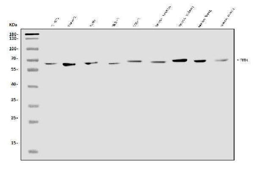 Anti-EHD1 Antibody Picoband® Boster Bio