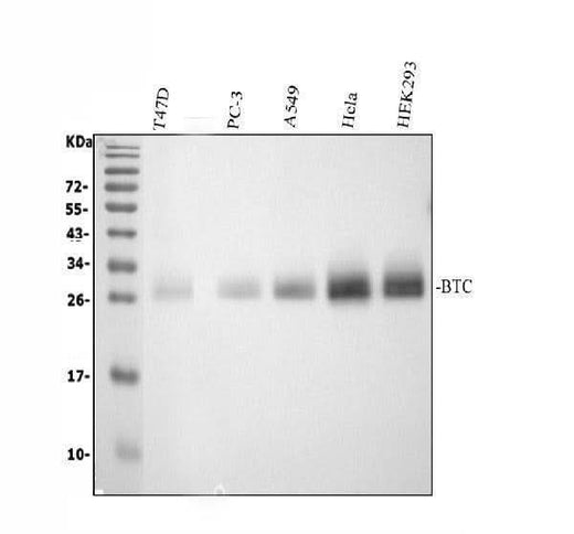 Anti-BTC Antibody Picoband® Boster Bio