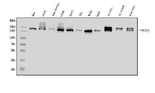 Anti-DCTN1/p150-glued Antibody Picoband® Boster Bio