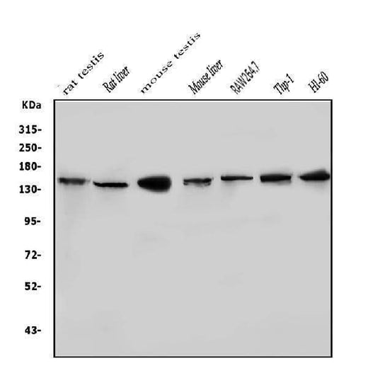 Anti-HDAC9 Antibody Picoband® Boster Bio