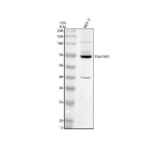 Anti-TRAF3IP2 Antibody Picoband® Boster Bio