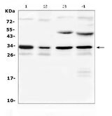 Anti-Aquaporin 3/Aqp3 Antibody Picoband® Boster Bio