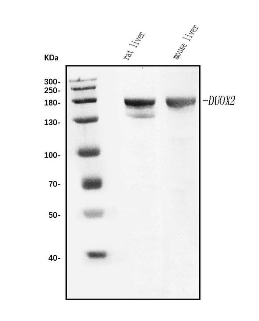 Anti-Duox2 Antibody Picoband® Boster Bio