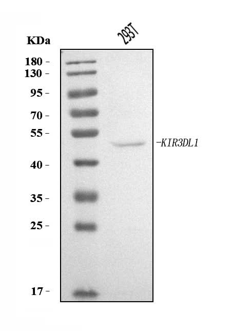 Anti-KIR3DL1 Antibody Picoband® Boster Bio