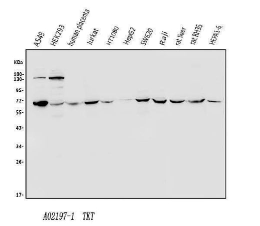 Anti-Transketolase/TKT Antibody Picoband® Boster Bio