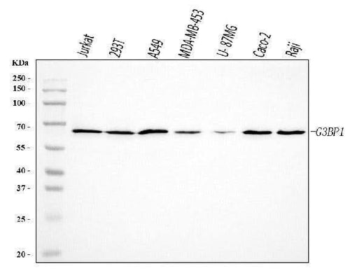 Anti-G3BP/G3BP1 Antibody Picoband® Boster Bio