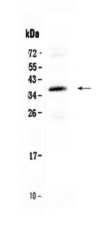 Anti-CORD2/CRX Antibody Picoband® Boster Bio