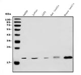 Anti-DR1 Antibody Picoband® Boster Bio