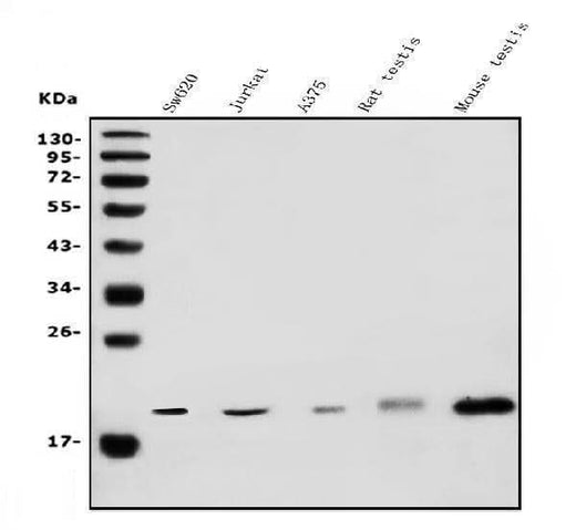Anti-DR1 Antibody Picoband® Boster Bio