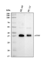 Anti-MATH1/HATH1/ATOH1 Antibody Picoband® Boster Bio