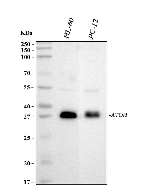 Anti-MATH1/HATH1/ATOH1 Antibody Picoband® Boster Bio