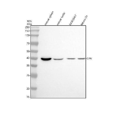 Anti-GP6 Antibody Picoband® Boster Bio