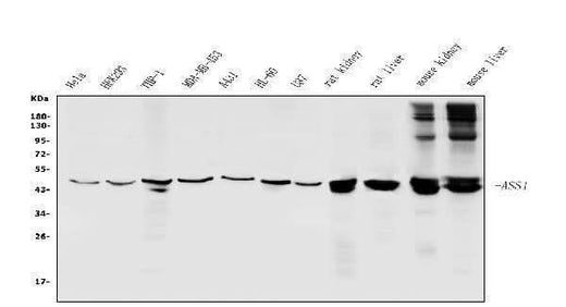 Anti-ASS1 Picoband® Antibody Boster Bio