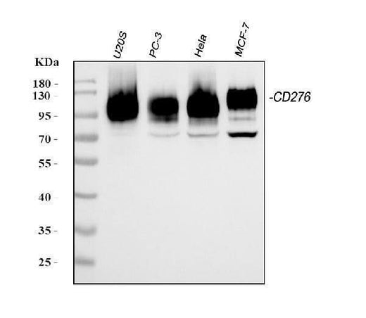 Anti-CD276 Antibody Picoband® Boster Bio