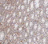 Anti-CD127/IL7R Antibody Picoband® Boster Bio