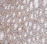 Anti-CD127/IL7R Antibody Picoband® Boster Bio