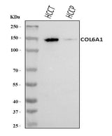 Anti-COL6A1 Antibody Picoband® Boster Bio