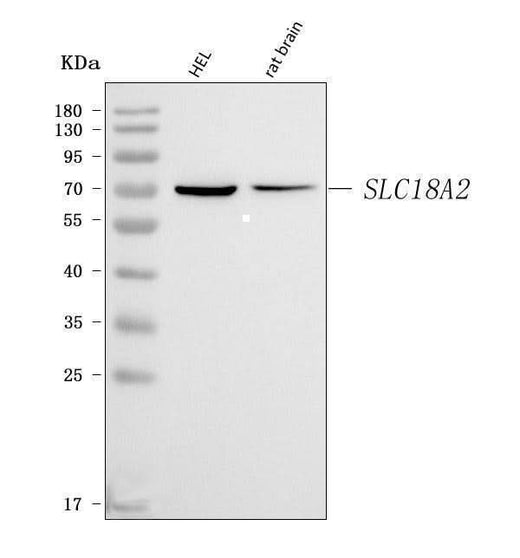 Anti-VMAT2/SLC18A2 Antibody Picoband® Boster Bio