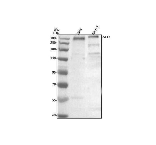Anti-SETX Antibody Picoband® Boster Bio