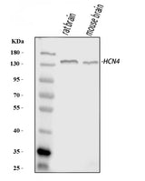 Anti-HCN4 Antibody Picoband® Boster Bio