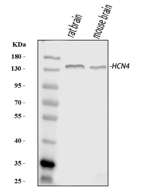 Anti-HCN4 Antibody Picoband® Boster Bio