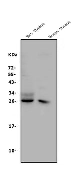 Anti-CD8 alpha/Cd8a Antibody Picoband® Boster Bio