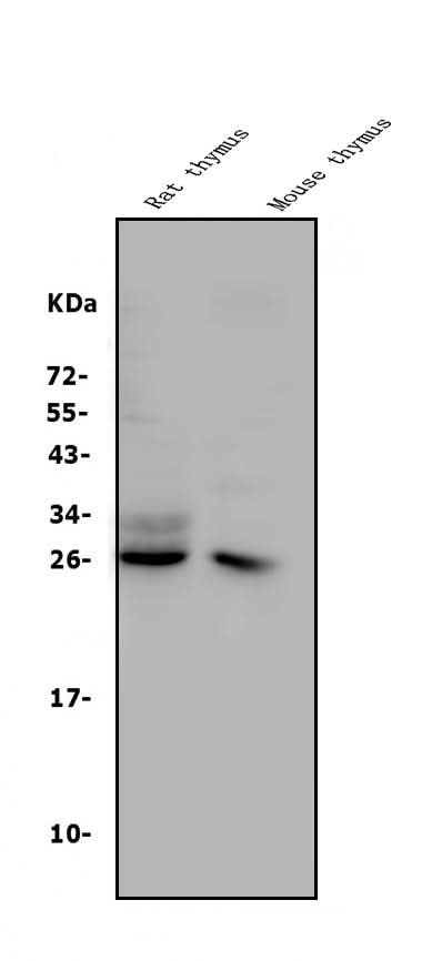 Anti-CD8 alpha/Cd8a Antibody Picoband® Boster Bio