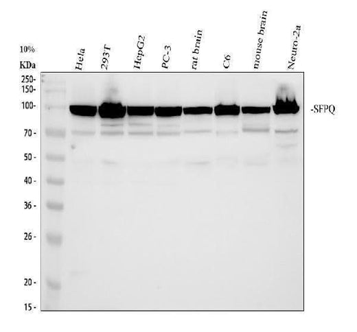 Anti-SFPQ Antibody Picoband® Boster Bio