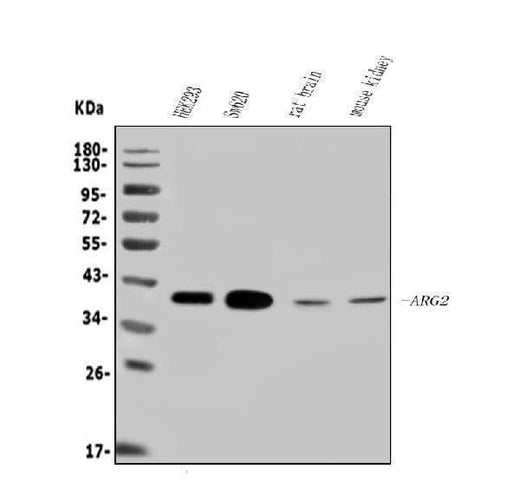 Anti-ARG2 Antibody Picoband® Boster Bio
