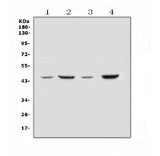 Anti-SOX3 Antibody Picoband® Boster Bio