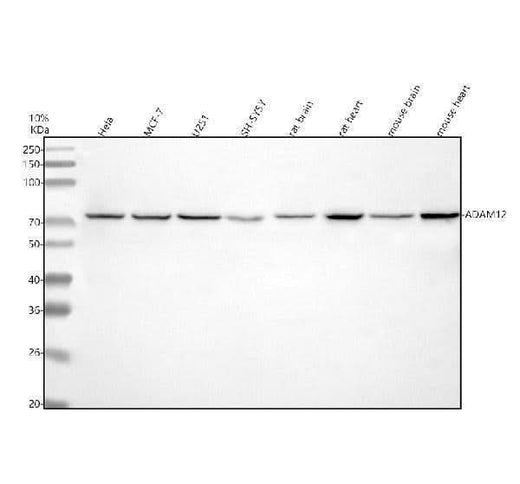 Anti-ADAM12 Antibody Picoband® Boster Bio