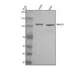 Anti-PI3 Kinase p110 Delta/PIK3CD Antibody Picoband® Boster Bio