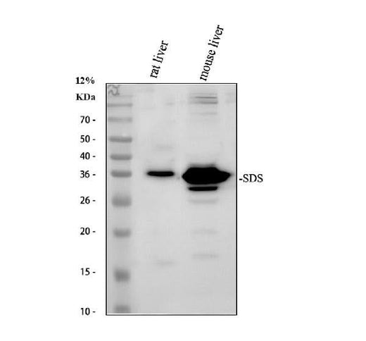 Anti-SDS Antibody Picoband® Boster Bio