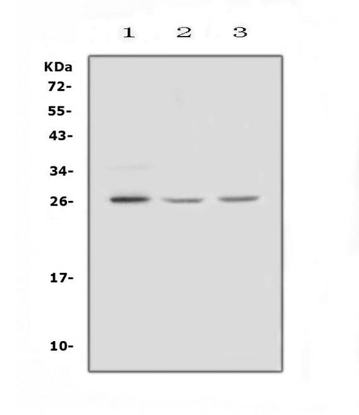 Anti-FGF9 Antibody Picoband® Boster Bio