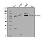 Anti-EEF2K Antibody Picoband® Boster Bio