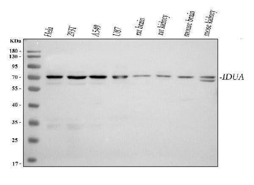 Anti-IDUA Antibody Picoband® Boster Bio