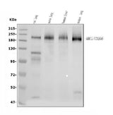 Anti-Mannose Receptor/MRC1 Picoband® Antibody Boster Bio