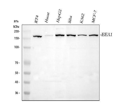 Anti-EEA1 Antibody Picoband® Boster Bio