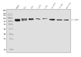 Anti-TNIP1 Antibody Picoband® Boster Bio