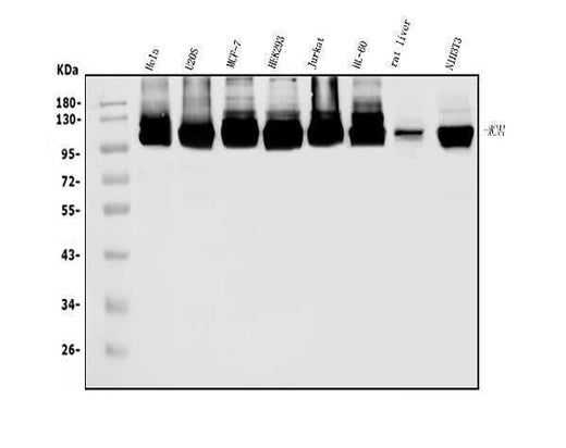 Anti-MCM4 Antibody Picoband® Boster Bio