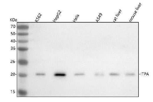 Anti-ITPA Antibody Picoband® Boster Bio