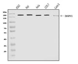 Anti-DIAPH1 Antibody Picoband® Boster Bio